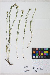 Chrysothamnus viscidiflorus subsp. lanceolatus image