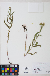 Arnica longifolia image