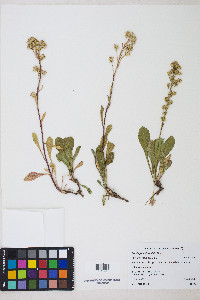 Solidago multiradiata image