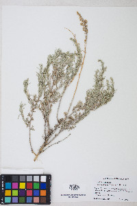 Artemisia cana subsp. bolanderi image
