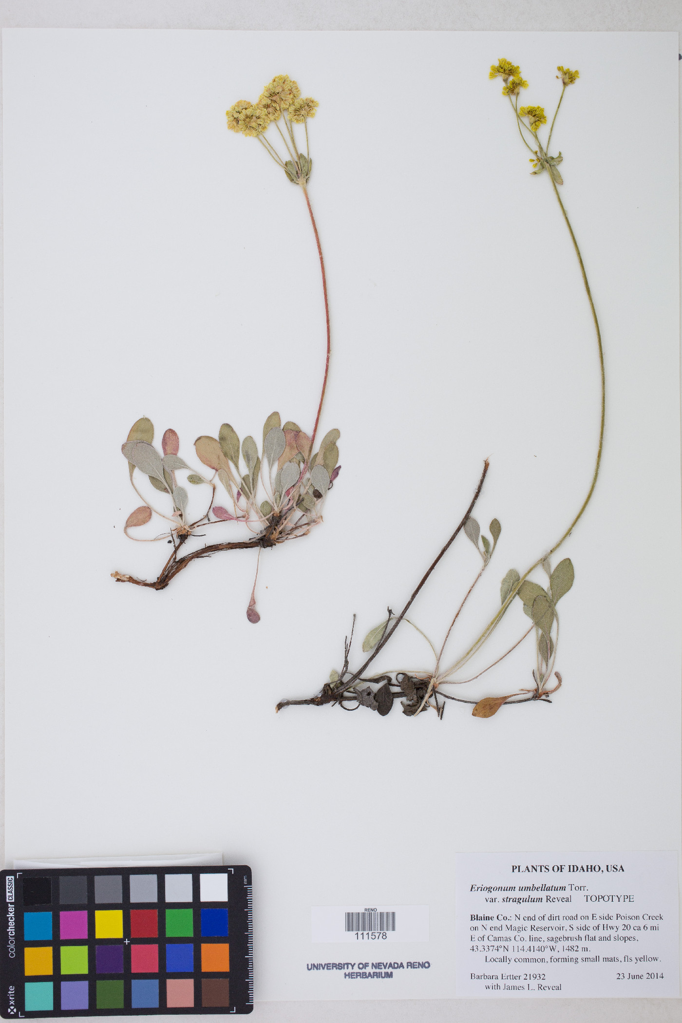 Eriogonum umbellatum var. stragulum image