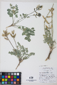 Astragalus minthorniae image