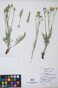 Crepis occidentalis var. pumila image