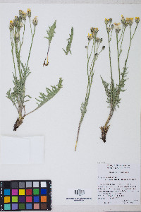 Crepis occidentalis image