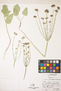 Lomatium nudicaule image
