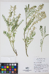 Astragalus multiflorus image