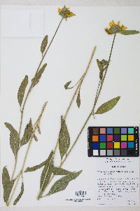 Helianthella uniflora image