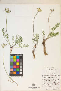 Pseudocymopterus montanus image