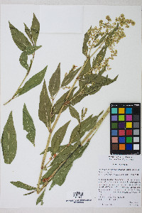 Aconogonum phytolaccifolium image