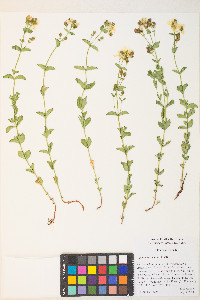 Hypericum scouleri image