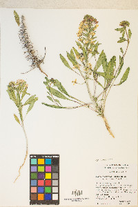 Eremothera boothii var. condensata image