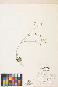 Potentilla crinita image