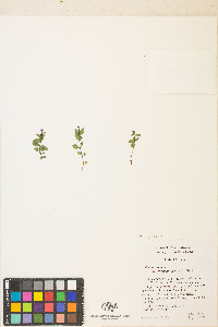 Epilobium clavatum image