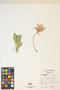 Oenothera cespitosa subsp. marginata image