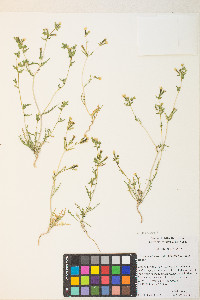 Mentzelia albicaulis image