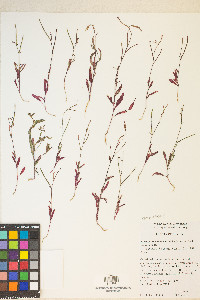 Eremothera chamaenerioides image