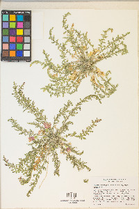 Taraxia tanacetifolia image