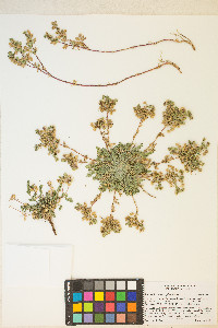Potentilla newberryi image