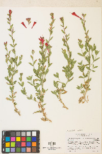 Epilobium canum image