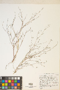 Gayophytum oligospermum image