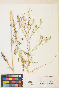 Epilobium brachycarpum image