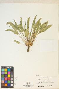 Taraxia subacaulis image