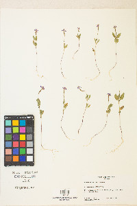 Clarkia stellata image