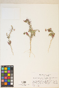 Eremothera boothii var. desertorum image