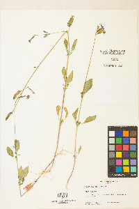 Clarkia stellata image