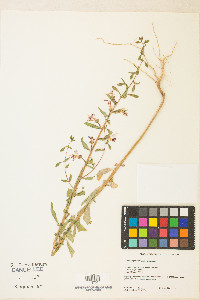 Clarkia unguiculata image