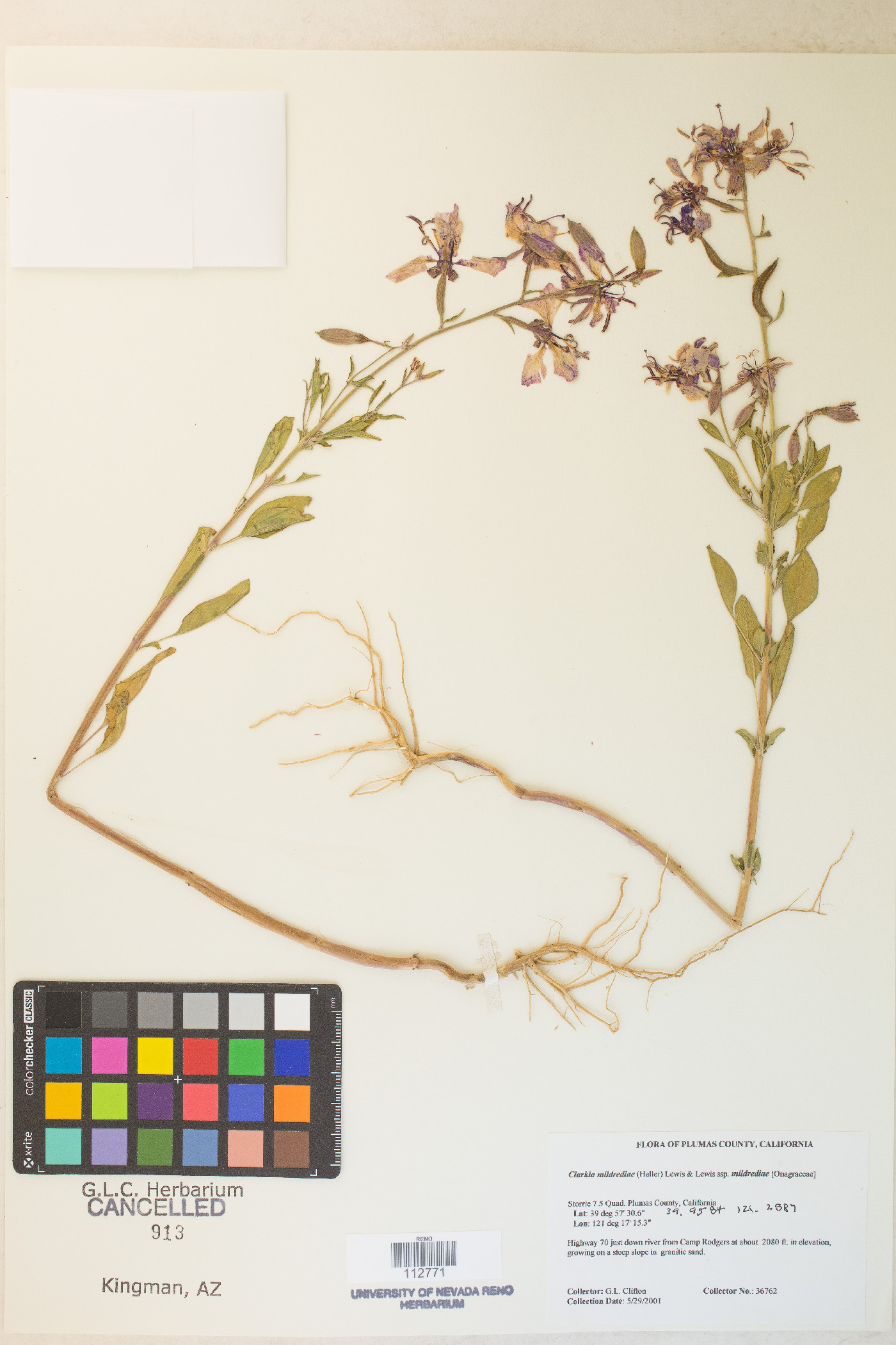 Clarkia mildrediae subsp. mildrediae image