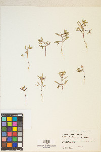 Gayophytum racemosum image