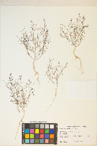 Gayophytum ramosissimum image