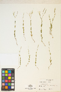 Epilobium halleanum image