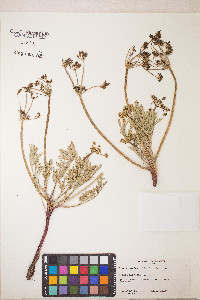 Lomatium austiniae image