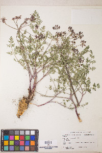 Lomatium multifidum image