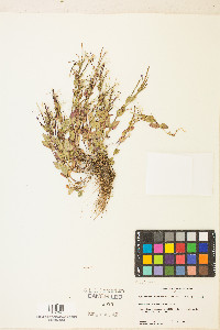 Epilobium clavatum image