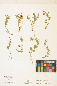 Epilobium clavatum image