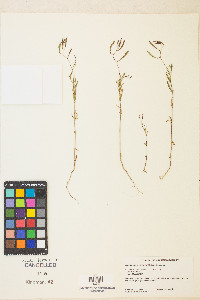 Epilobium brachycarpum image