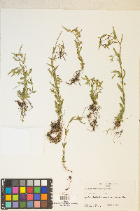 Epilobium halleanum image