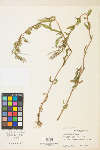 Epilobium ciliatum var. ciliatum image