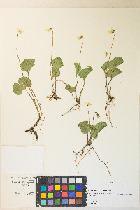 Viola macloskeyi image