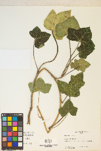 Hedera helix image