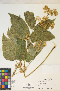 Aralia californica image