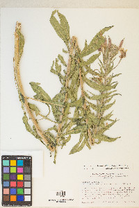 Oenothera elata image