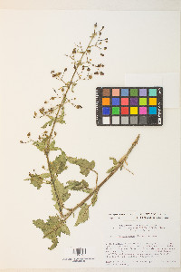 Scrophularia desertorum image