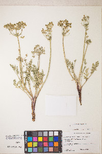 Lomatium vaginatum image