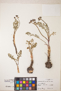 Lomatium canbyi image