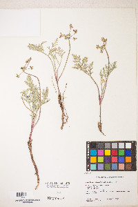 Lomatium nevadense var. nevadense image
