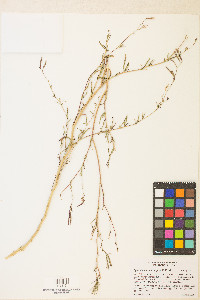 Epilobium brachycarpum image